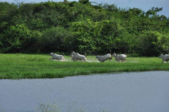 A criação de gado é muito comum na região dos llanos, na Venezuela